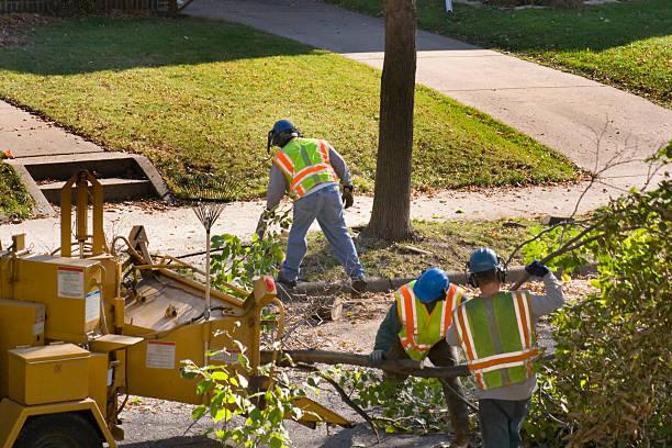 Professional Tree Removal and Landscaping Services in Brookfield Center, OH